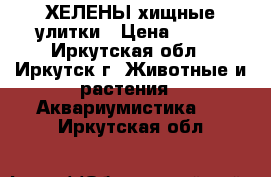 ХЕЛЕНЫ хищные улитки › Цена ­ 100 - Иркутская обл., Иркутск г. Животные и растения » Аквариумистика   . Иркутская обл.